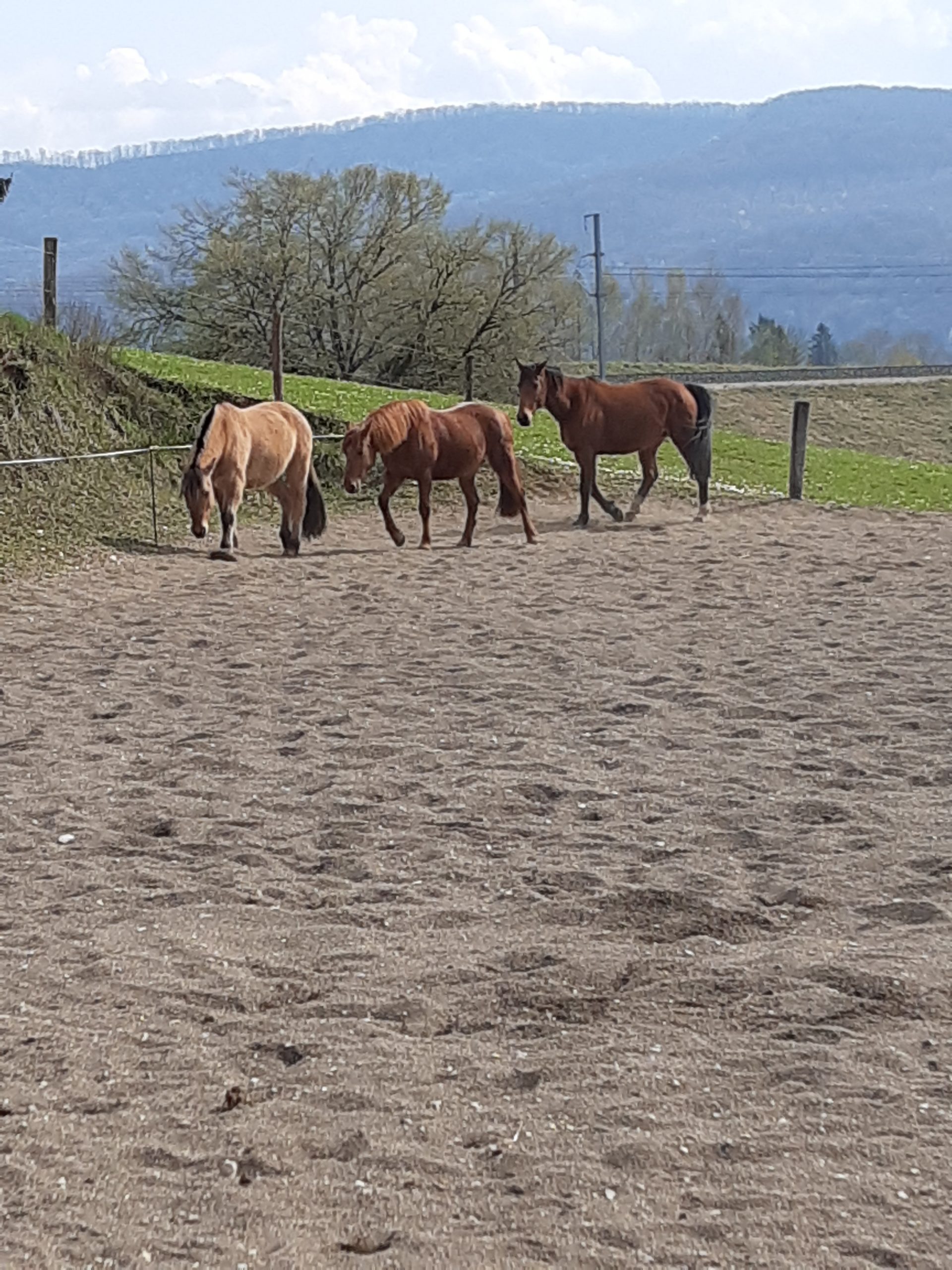 entretien cheval Besançon