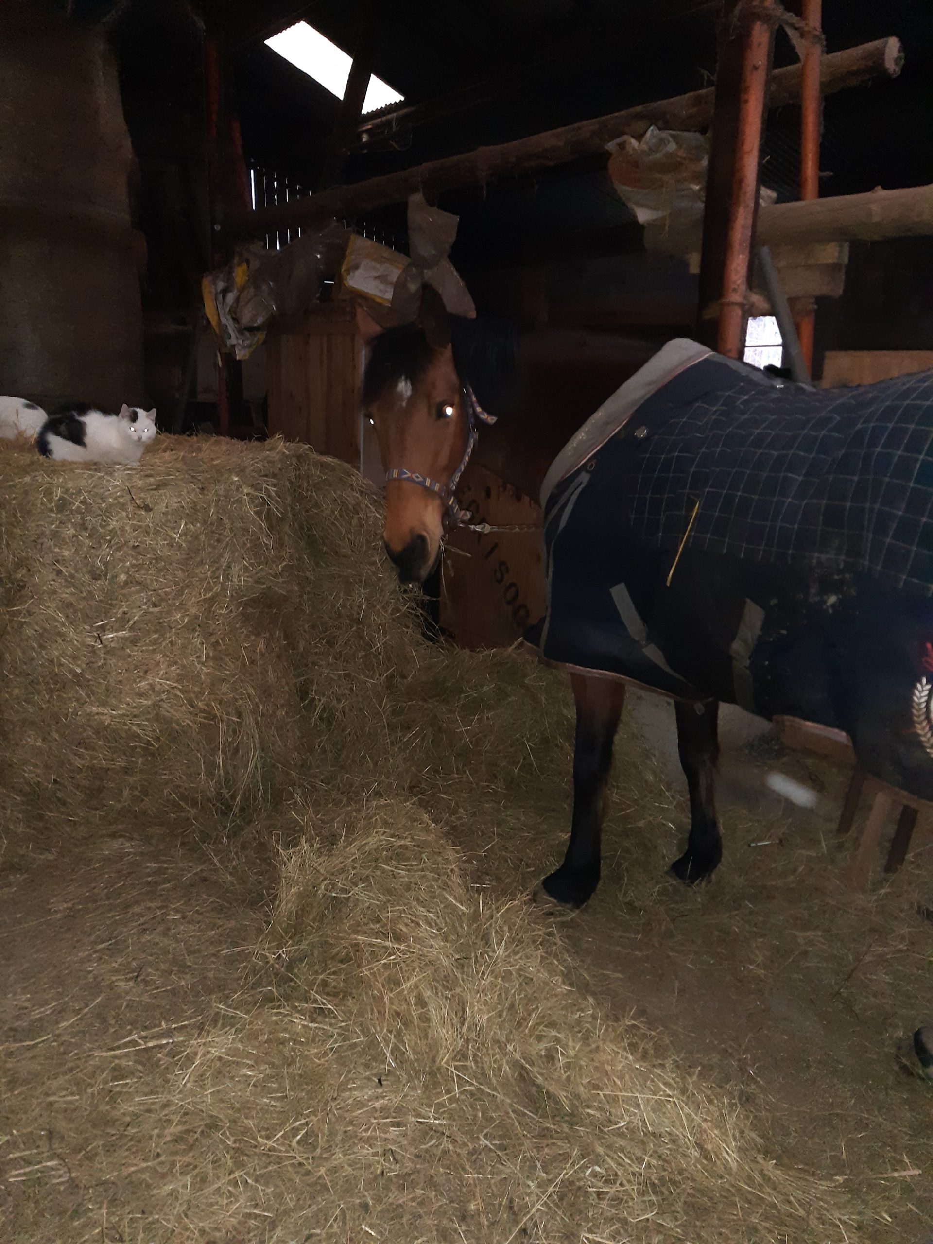 convalescence chevaux Besançon
