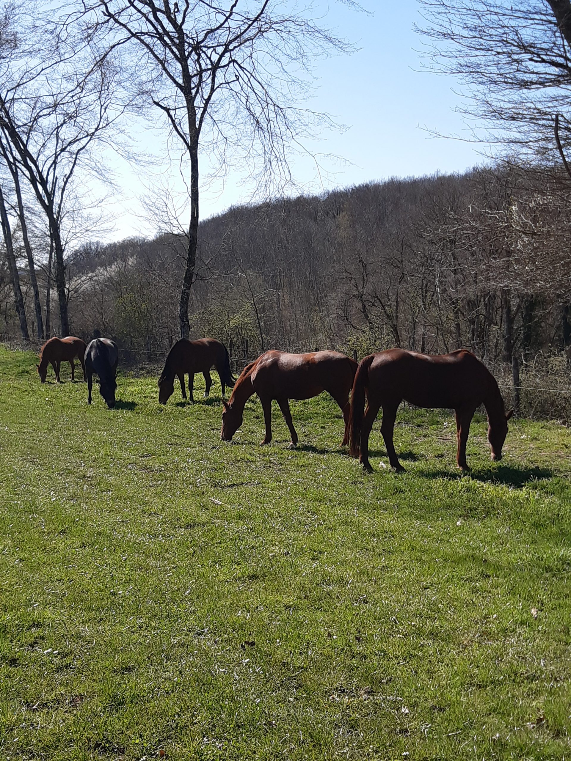 retraite cheval Besançon